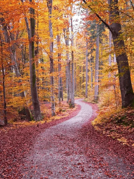 Chemin de randonnée d'automne — Photo