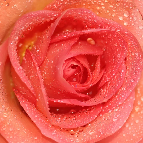 Rosa fresca con gotas de rocío —  Fotos de Stock