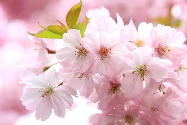 Blomstrande japanska körsbärsträd grenar — Stockfoto