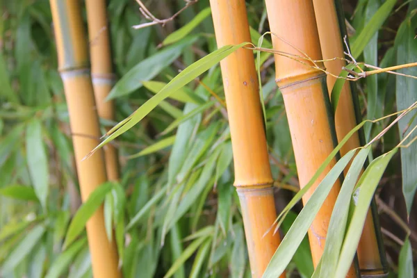 Cana de bambu e folhas — Fotografia de Stock