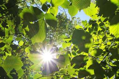 Sunburst yeşil kayın ağacı yaprağı ile
