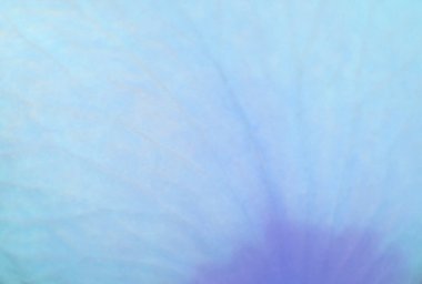 Ortanca, yumuşak mavi yaprakları