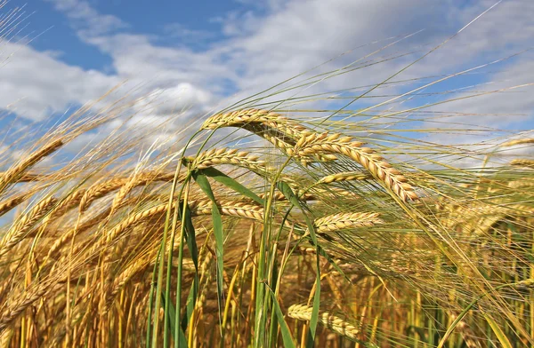 Campo de milho, pronto para a colheita — Fotografia de Stock