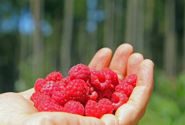 Female hand with raspberries, plucked in the woods — Stock Photo, Image
