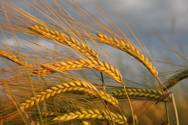 Goldene Gerstenohren gegen dramatische Wolken — Stockfoto