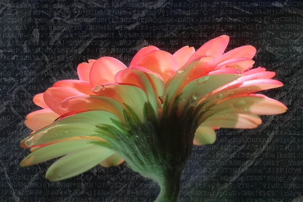 Gerber daisy med abstrakt bakgrund struktur — Stockfoto