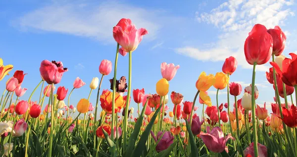 Campo tulipa bonita multicolor Fotografia De Stock