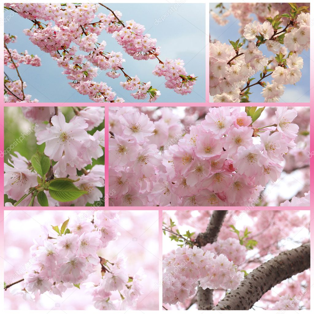 Collage - cherry tree with blossoms at springtime