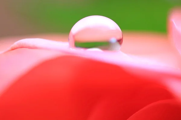 Gota de chuva em pétalas de rosa — Fotografia de Stock