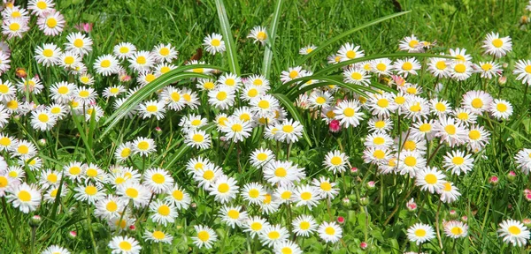 Garden lawn, blotched with daisy flowers — Stock Photo, Image