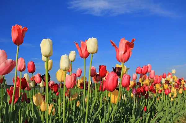 Belo campo de tulipas multicolorido contra o céu azul — Fotografia de Stock
