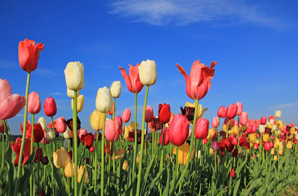 Beautiful multicolor tulip field against blue sky