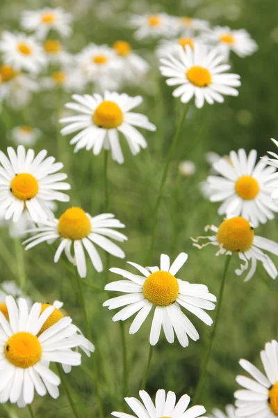 Маргарита польові квіти — стокове фото