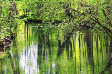 Sakin creek vahşi doğada sapları suya yansıtan
