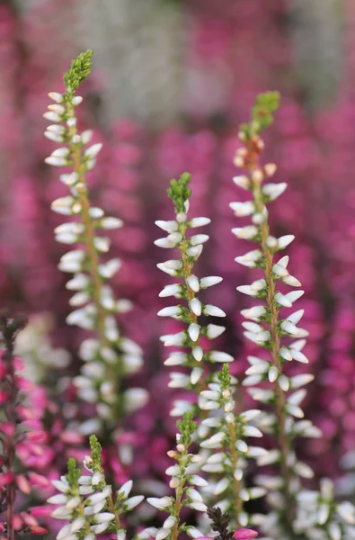 Calluna vulgaris v bílé a fialové — Stock fotografie