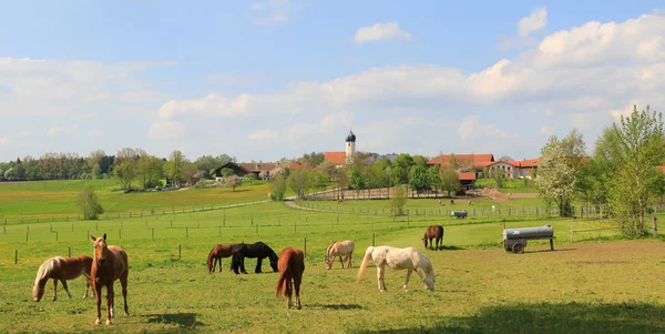 stock image Idyllic and peaceful country scenery with grazing horses and little village, bavarian landscape, germany