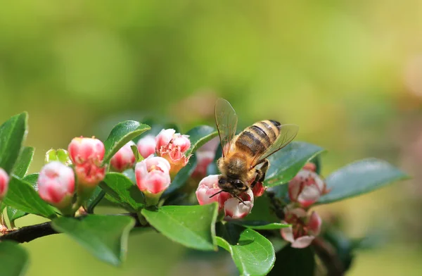 Blooming cotoneaster and honey bee — Stock Photo, Image