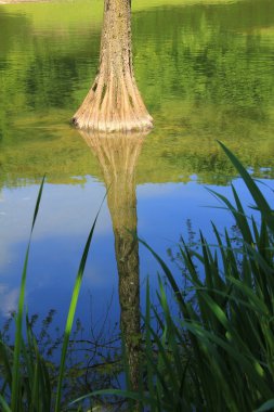 havuzda su yansıması ile kel servi