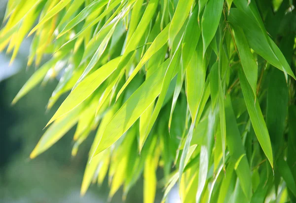 Daun bambu berkilau — Stok Foto