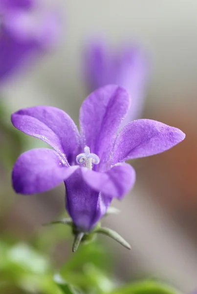 Één Lila bloeiende bell bloem — Stockfoto