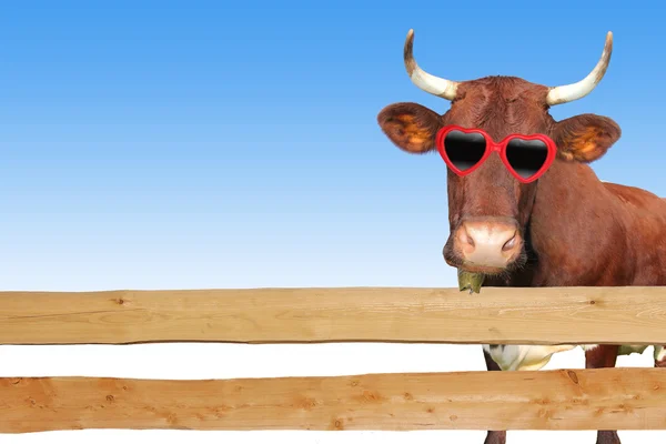 Забавна корова за дерев'яним парканом — стокове фото