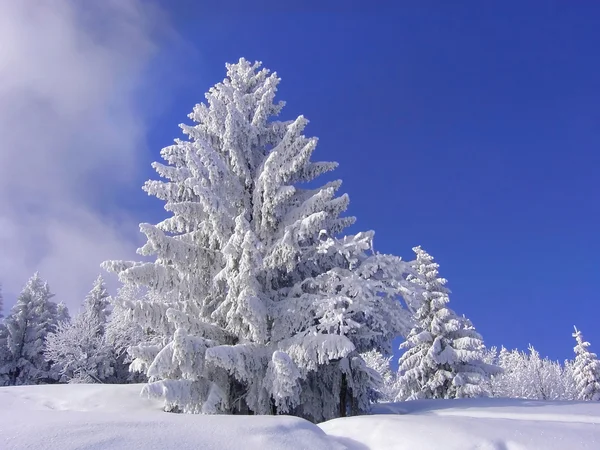 Snow covered fir tree against blue sky — Stock Photo, Image