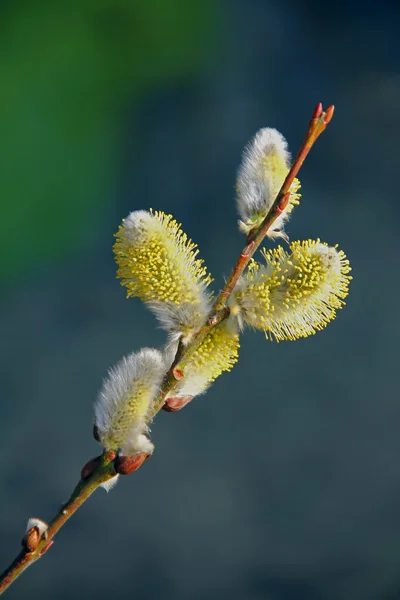 Pussy willow makro — Stock fotografie