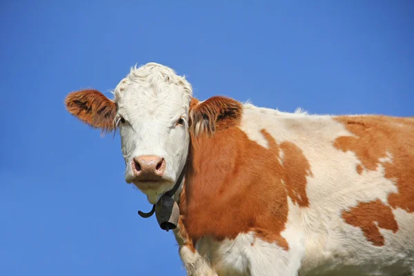 Mleko krowie przeciw błękitne niebo — Zdjęcie stockowe