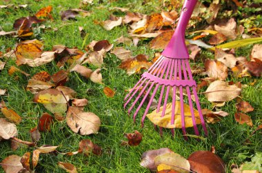 Raking autumnal leaves at garden lawn