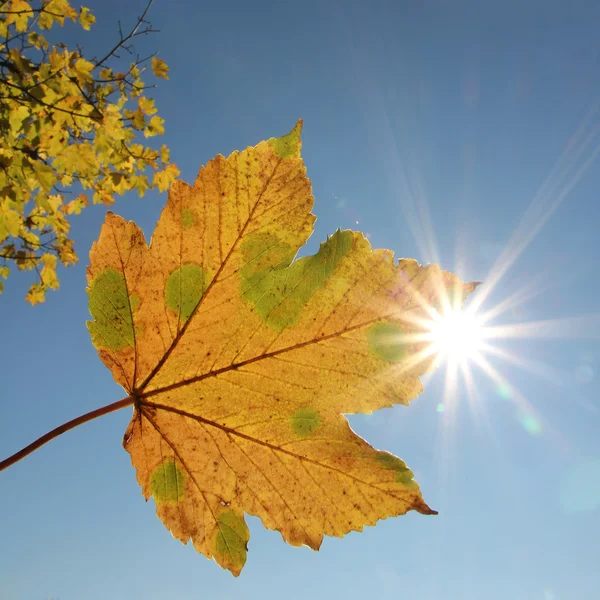 One autumnal maple leaf against blue sky and bright sunshine — Stock Photo, Image