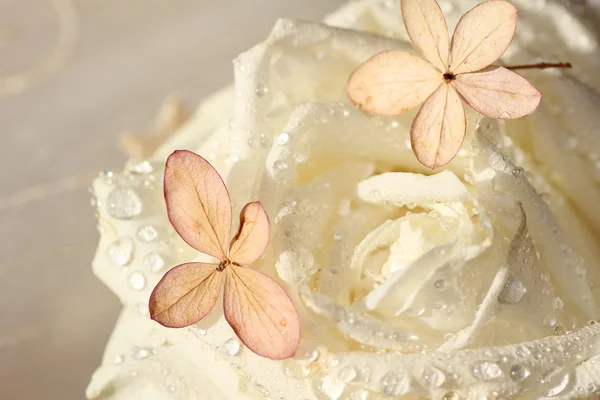 Rosa blanca fresca con gotas de rocío y flor de hortensia — Foto de Stock