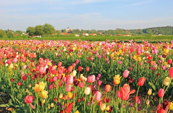 Тюльпановое поле для саморезки — стоковое фото
