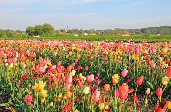 Tulpenfeld zum Selbstschneiden — Stockfoto