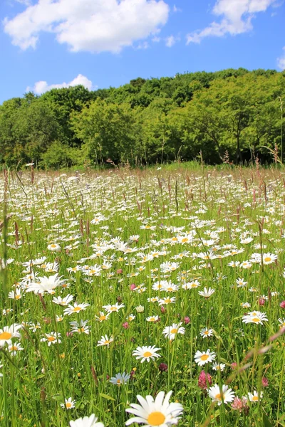 Marguerite meadow and wood, against blue sky — Stock Photo, Image