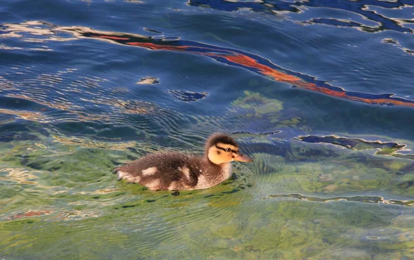 Natación joven patito en el agua —  Fotos de Stock