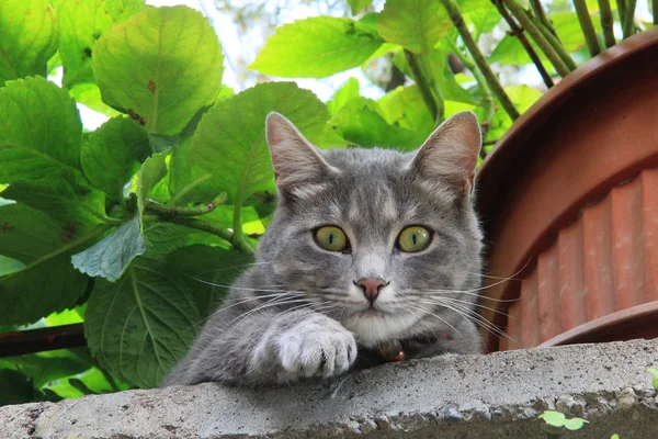 Lindo pussycat, viendo el circundante desde arriba — Foto de Stock