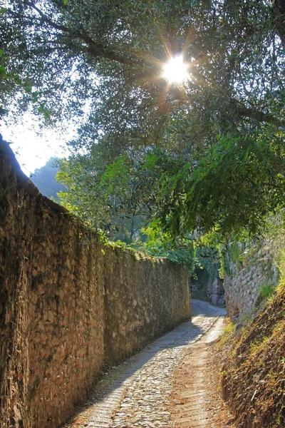 벽돌 벽, 올리브 나무 가지를 통해 밝은 햇빛을 따라 낭만적인 산책로 — 스톡 사진