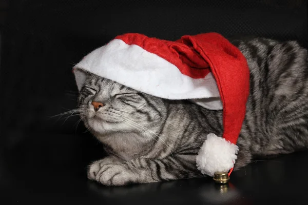 Gato divertido con gorra de bolsa de gelatina, esperando Navidad — Foto de Stock