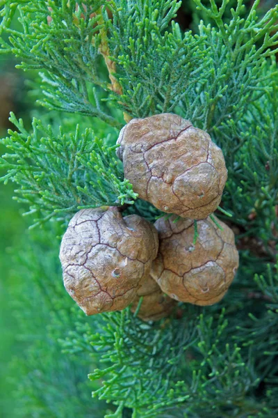 Fresh cypress twig with cones — Stock Photo, Image