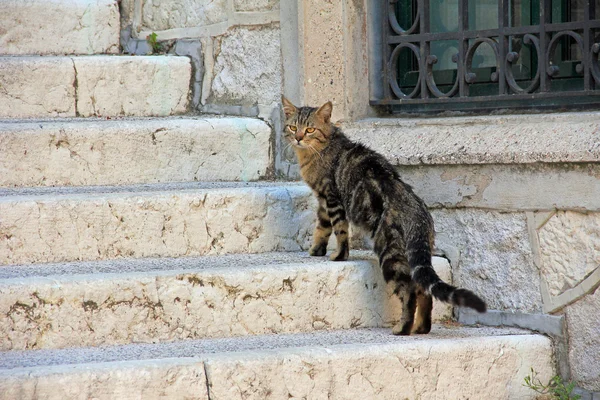 Straying cat on the staircase — Stock Photo, Image