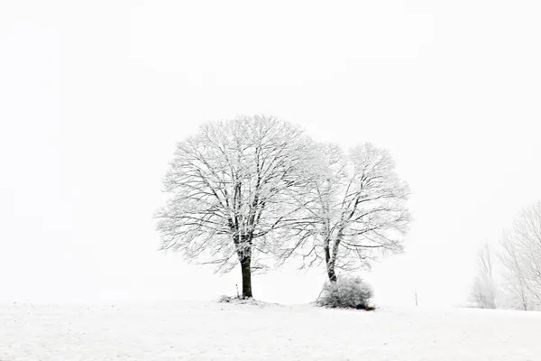 Kala blad träden på vintern — Stockfoto