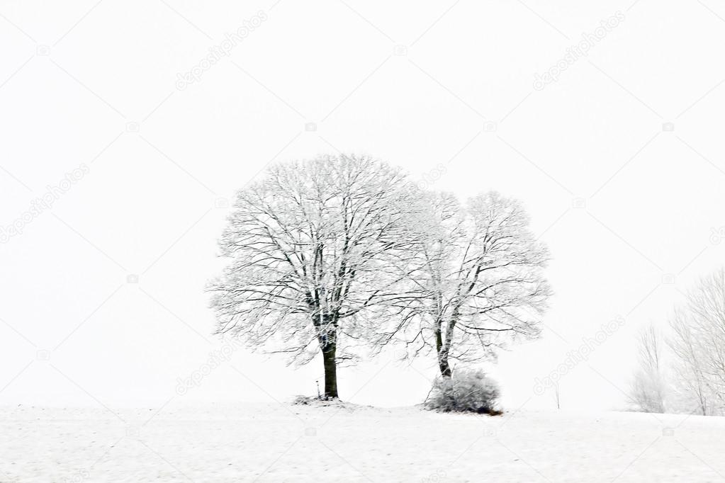 Bare leaved trees in winter
