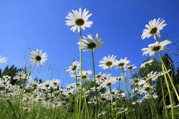 Margeritenwiese gegen blauen Himmel, Blick von unten — Stockfoto