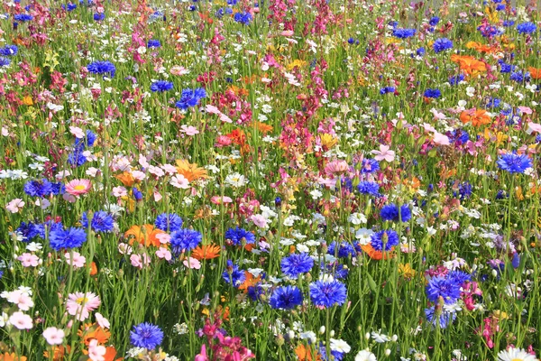 Hermoso prado de flores silvestres — Foto de Stock