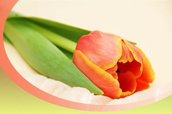 Kártya-val egy tulipán — Stock Fotó