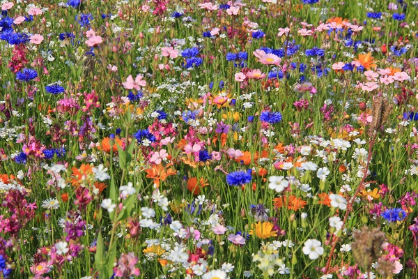 Belo prado de flores silvestres — Fotografia de Stock