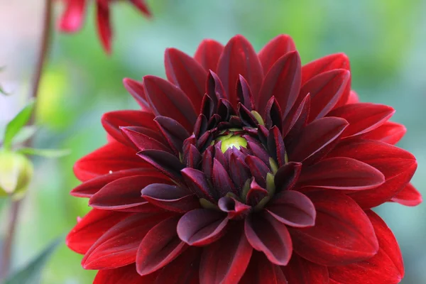 Closeup tek koyu kırmızı dahlia çiçeği — Stok fotoğraf