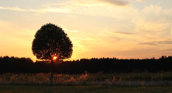 Árvore solitária ao pôr do sol — Fotografia de Stock