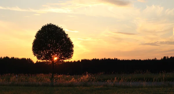 Arbre solitaire au coucher du soleil — Photo