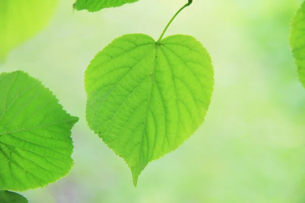Linden blad på våren — Stockfoto